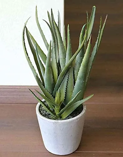 artplants.de Künstliche Aloe NAMIKA im Betontopf - Deko Sukkulente 40cm - Schicke künstliche Aloe im grauen Betontopf, ideal für Fensterbänke in Gastronomie und Praxen. Mit UV-Schutz für langanhaltende Farben, pflegeleicht und zeitlos in der Deko.