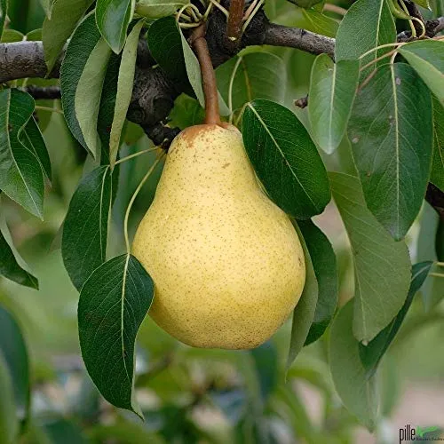 Produktbild Williams Christ Birnenbaum