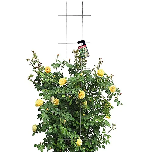 Rankgitter von KADAX