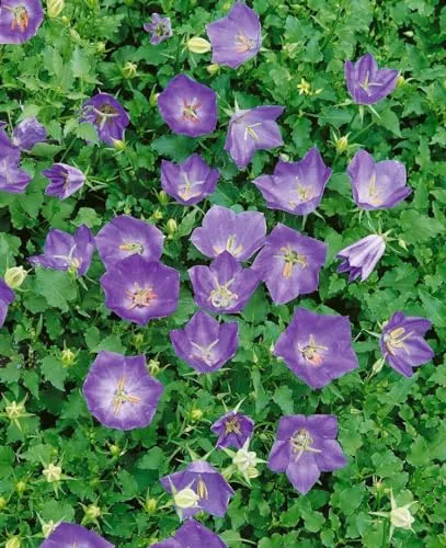 Campanula carpatica 'Blaue Clips' 9x9 cm Topf – Winterhart, Mehrjährig, Pflegeleicht – Karpaten-Glockenblume – Polsterstaude für Steingarten & Beet
