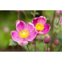 Anemone Hupehensis Praecox Herbstanemone Ca. 9x9 cm Topf