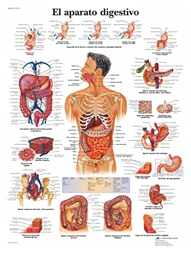 3B Scientific Anatomieposter Verdauungssystem – Laminierte Tafel für Studium und Lehre