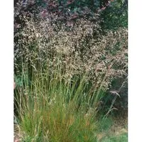 Deschampsia Flexuosa Draht-Schmiele Ca. 9x9 cm Topf