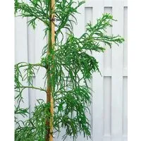 Cryptomeria Japonica Rasen - Japanische Sicheltanne 30–40 cm - Die Japanische Sicheltanne ‘Rasen’ ist ein elegantes, immergrünes Ziergehölz mit spiralförmigen Trieben und feinem Laub. Ideal für Vorgärten oder als Kübelpflanze, verleiht sie Ihrem Garten ganzjährig Struktur und Stil.