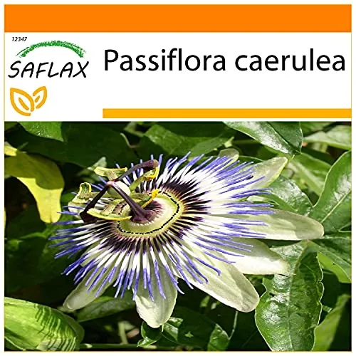 SAFLAX - Garden in the Bag - Blaue Passionsblume - 25 Samen - Mit Anzuchtsubstrat im praktischen, selbst aufstellenden Beutel - Passiflora caerulea