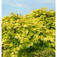Produktbild Japanischer Goldahorn Jordan 80-100cm