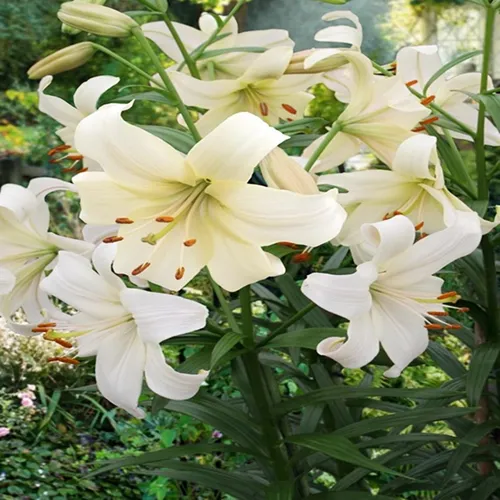 Lilie Blumenzwiebeln Zwiebeln Blumen Asiatische Lilie Pearl White 1 St.