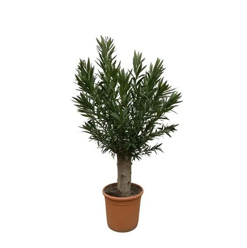 Produktbild Everyplants Nerium Oleander Bonsai - 190 cm, ø45 cm