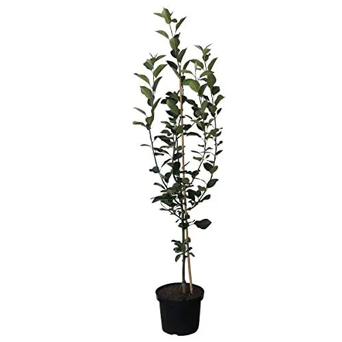 Apfelbaum Roter Eiserapfel historische Sorte Winterapfel Buschbaum 110-140 cm 10 L Topf Unterlage M7