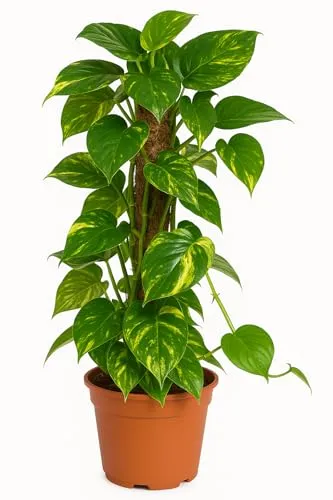 Scindapsus aureum am Moosstab, Efeutute, echte Zimmerpflanze grün, 17cm Topfdurchmesser, Höhe ca. 65cm, 1 Pflanze