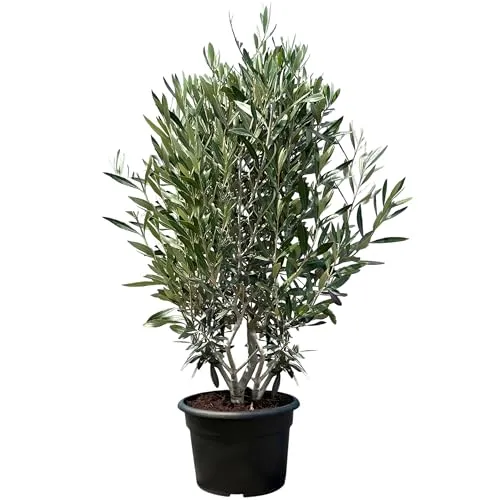 Sunny Tree Olivenbaum Olea Europaea von Sunny Tree