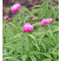 Produktbild Pfingstrose Rubra Plena - Paeonia officinalis