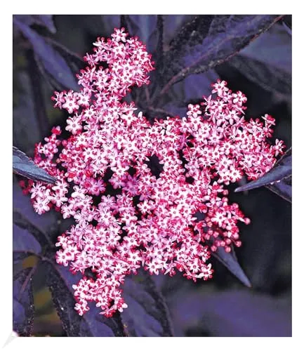 Produktbild BALDUR Garten Holunder Sambucus nigra 'Thundercloud'winterhart, 1 Pflanze, schmetterlingsfreundlich, Holunderbeere, Fliederbeere, trockenresistent, mehrjährig, blühend