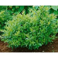 Ligustrum vulgare 'Lodense' 40-60 cm