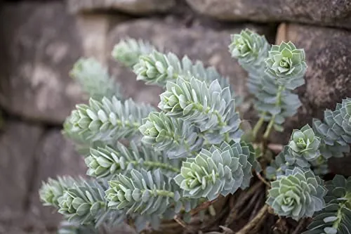 Euphorbia myrsinites 9x9 cm Topf – Winterhart, Immergrün, Pflegeleicht – Walzen-Wolfsmilch – Bodendecker für Steingarten & Trockenbeet