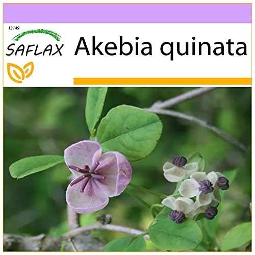 SAFLAX - Schokoladenwein - 10 Samen - Akebia quinata