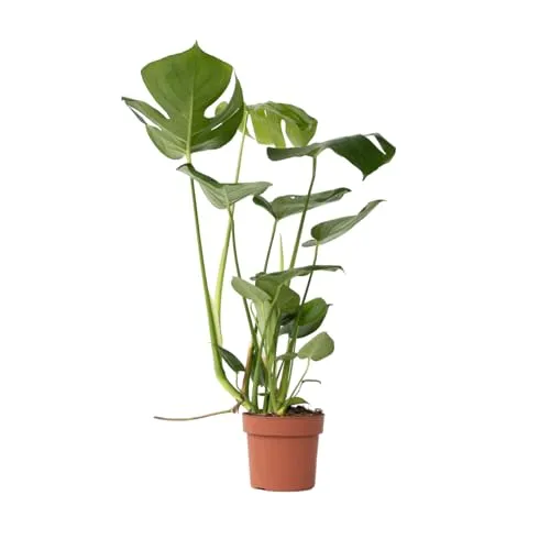 Plant in a Box - Monstera Deliciosa - Fensterblatt Grüne Zimmerpflanze - Topf 17cm - Höhe 50-60cm