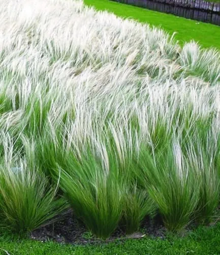 BALDUR Garten 6x Mädchenhaargras Federgras, winterhart und pflegeleicht - Ziergräser im 9x9 cm-Topf, ideal für sonnige Standorte. Blühzeit von Juli bis September, mehrjährig und trockenresistent. Perfekt für eine attraktive Gartenlandschaft.