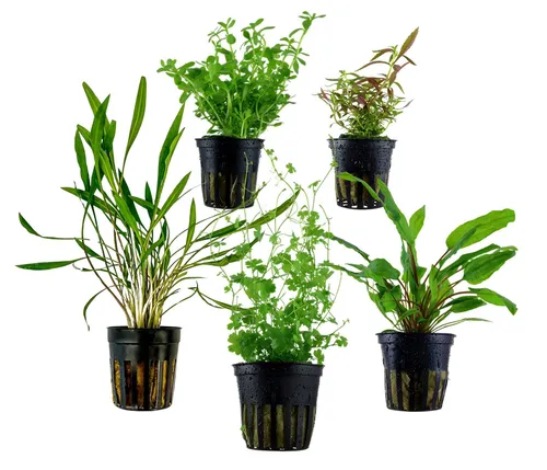 Dehner Wasserpflanze Aquarienpflanzen Set, 5-teilig für lebendige Aquarien - Entdecken Sie das 5-teilige Dehner Aqua Aquarienpflanzen-Set für den Mittelgrund! Robuste Pflanzen schaffen eine beeindruckende Unterwasserlandschaft und bieten ideale Versteckmöglichkeiten für Fische und Garnelen.