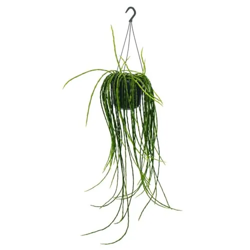 Exotenherz Urban Jungle Elegance - Rhipsalis paradoxa Ampel mit einzigartiger Blattstruktur - 15cm - Entdecken Sie die exklusive Rhipsalis-Ampel, die mit ihren korallenartigen Trieben und filigranen Formen jedem Raum ein lebendiges Flair verleiht. Ideal für Pflanzenliebhaber und ein echter Blickfang!