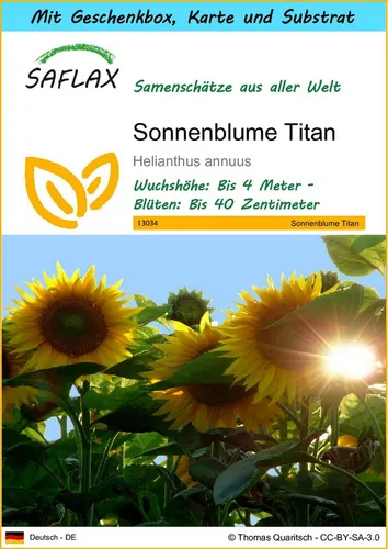 SAFLAX Blumensamen SAFLAX - Geschenkset - Sonnenblume Titan