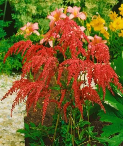 Produktbild Astilbe thunbergii 'Rote Straußenfeder' 9x9 cm Topf – Winterhart, Mehrjährig, Pflegeleicht – Prachtspiere – Staude für Schattenbeet & Rabatte