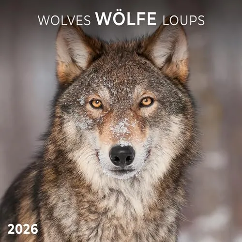 Wölfe/Wolves 2026: Kalender 2026 (Artwork Edition)