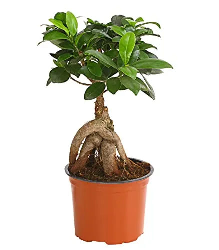 Dehner Chinesische Feige Ginseng, Ficus microcarpa - Bonsai mit dicken Luftwurzeln, pflegeleicht und schnittverträglich, ideal für helle, sonnige Standorte. Jede Pflanze ist ein einzigartiges Naturprodukt.