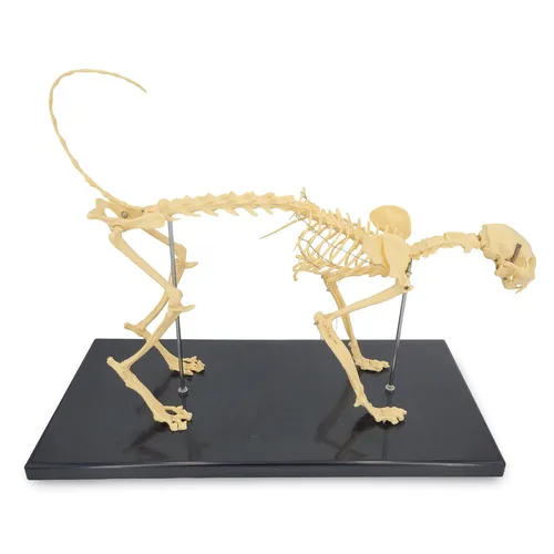 Katzenskelett Anatomie Modell Länge ca 60cm Ganzkörper auf Stativ
