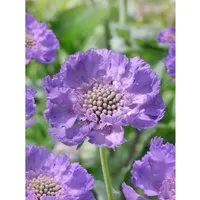 Scabiosa Caucasica Clive Greaves Kaukasische Skabiose Ca. 9x9 cm Topf