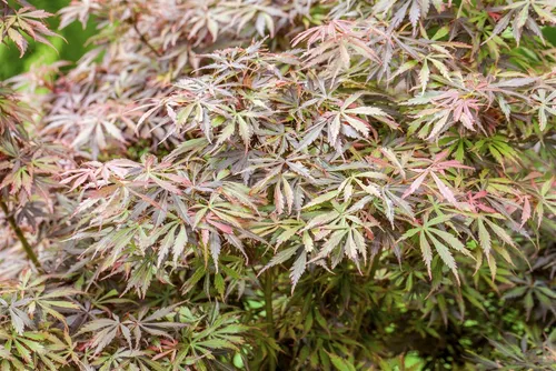 Fächerahorn Acer palmatum ‘Jerre Schwartz’ - Ziergehölz mit intensiver Blattfärbung, ideal für Vorgärten oder Terrassen, und pflegeleicht mit moderatem Wuchs.
