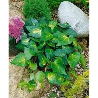 Hedera colchica 'Sulphur Heart' - Gelb-grüner Efeu, 150–200 cm - Immergrüner Kolchischer Efeu mit großen, herzförmigen Blättern und auffälliger gelb-grüner Panaschierung. Perfekt für vertikale Gärten und als dekorativer Sichtschutz.