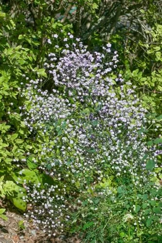 Thalictrum rochebrunianum 'Elin' 11 cm Topf – Winterhart, Mehrjährig, Pflegeleicht – Wiesenraute – Staude für Beet & Rabatte