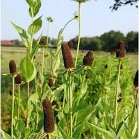 Produktbild Westlicher Sonnenhut Green Wizard