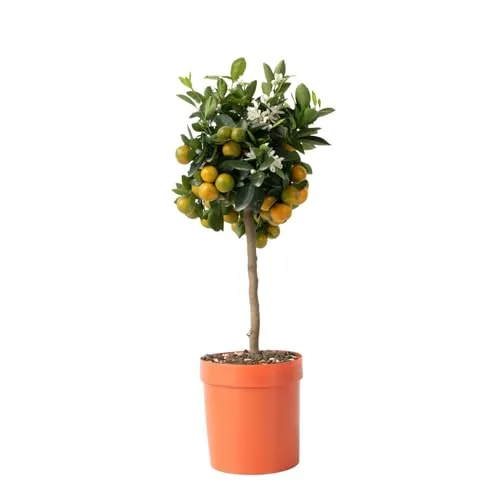 Plant in a Box - Orangenbaum Citrus mitis 'Calamondin' - Höhe 55-65cm - Zitruspflanzen mit duftenden Blüten und essbaren Früchten, ideal für den Balkon oder Garten.