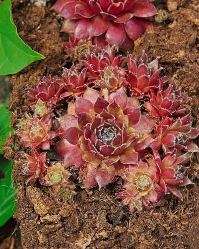 Sempervivum marmoreum 'Pilatus' 9x9 cm Topf – Winterhart, Immergrün, Pflegeleicht – Hauswurz – Bodendecker für Steingarten & Dachbegrünung