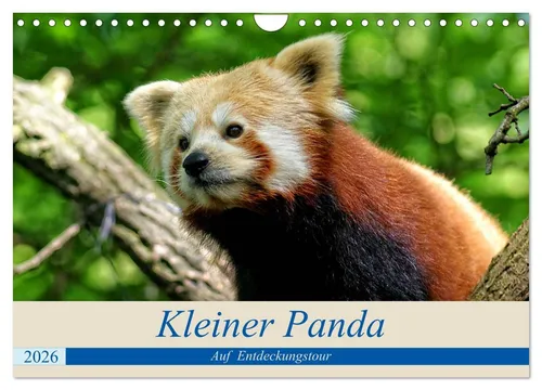 Kleiner Panda auf Entdeckungstour (Wandkalender 2026 DIN A4 quer), CALVENDO Mona