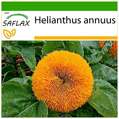 SAFLAX - Sonnenblume Puschel - 40 Samen - Mit keimfreiem Anzuchtsubstrat - Helianthus annuus