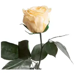 Ewige Rose mit Stiel von Rosemarie Schulz