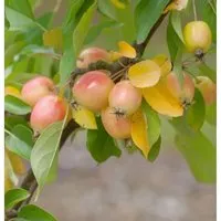 Produktbild Zierapfel John Downie 100-125cm - Malus Hybride