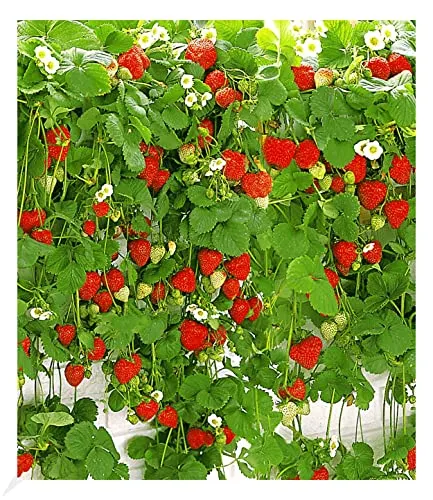 BALDUR-Garten Pflanzen von BALDUR-Garten