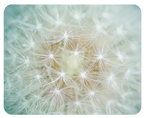 Mousepad Pusteblume 24x19 Löwenzahn Blume Blume Mauspad Unterlage