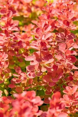 Berberis thunbergii 'Orange Ice' - Pflegeleichte Berberitze mit orangefarbenen Blättern - Samen & Pflanzen von Hecken & Sträuchern, leuchtend orangefarbene Blätter, ideal für Hecken und Rabatten, winterhart bis -20 °C, perfekt für Anfänger.
