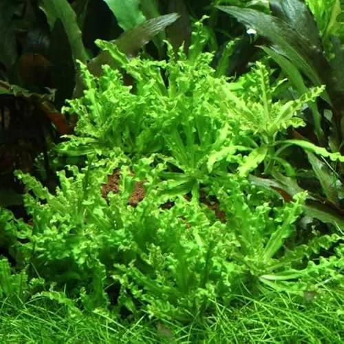 Pogostemon helferi Aquarium Pflanzkübel