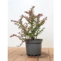 Berberis Thunbergii Atropurpurea Nana Blutberberitze Purpurrot 25–30 cm