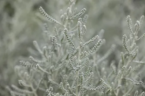 Santolina chamaecyparissus – 9x9 cm Topf – Winterhart & Mehrjährig & Pflegeleicht – Heiligenkraut – Duftpflanze für Beet & Steingarten
