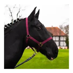 Halfter von Pferdelinis