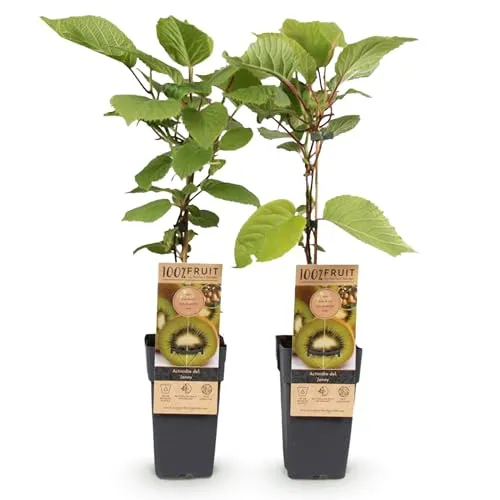 GreenboutiQ - Obstpflanze - Grüne Kiwi - Actinidia deliciosa Jenny - Grüne Frucht - 2 Pflanzen - Topf 15cm Höhe 50cm