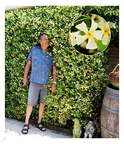 Produktbild BALDUR Garten Winterharter Jasmin 'Star of Toscane®'