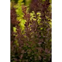 Berberis thunbergii 'Red Rocket' - Rote Heckenberberitze - Pflegeleichte, winterharte Heckenpflanze mit leuchtend roten Blättern, ideal für Hecken und Rabatten. Perfekt für Gartenliebhaber, die Farbe und Struktur suchen.